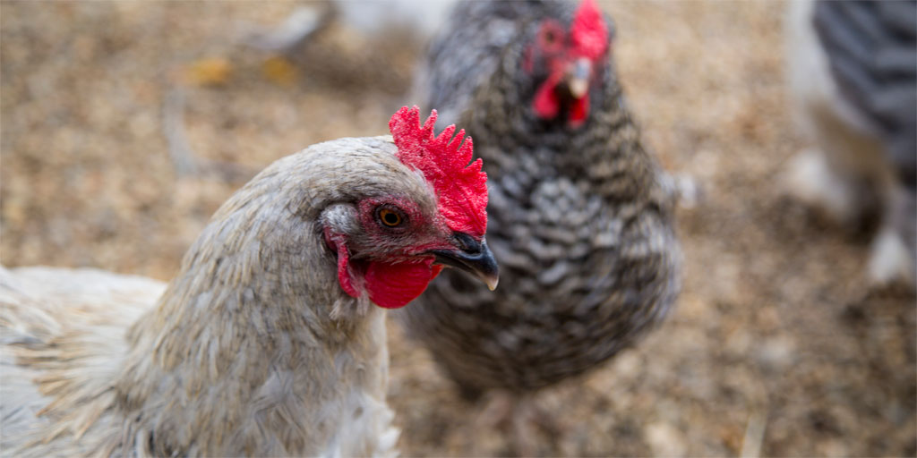 Convention Center Farm Chickens Convention Center Farm Chickens