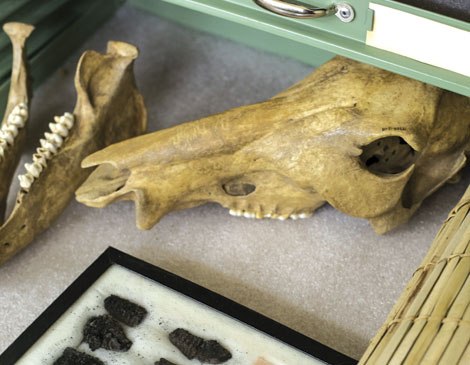 Cleveland Museum of Natural History Archaeology Lab Cleveland Museum of Natural History Archaeology Lab