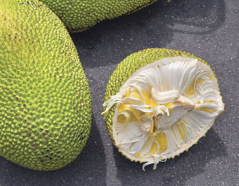 Jackfruit Jackfruit