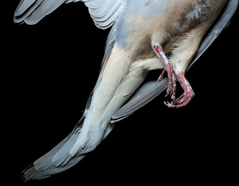 Bidwell Dove Bidwell Dove