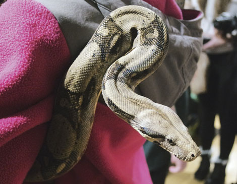 Red Tailed Boa Red Tailed Boa