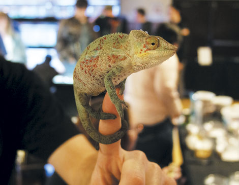 Panther Chameleon Panther Chameleon