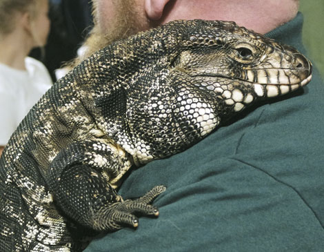 Argentine Black and White Tegu   Argentine Black and White Tegu