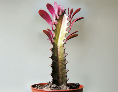 Euphorbia Cactus Euphorbia Cactus