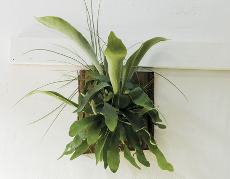 Staghorn Fern Staghorn Fern