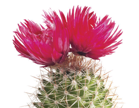 Cactus Cactus