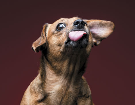 Dog2 Dog2