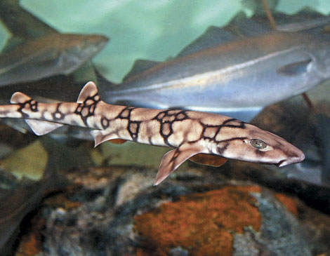 Akron Zoo fish Akron Zoo fish