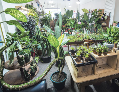 Lakewood Plant Co. Lakewood Plant Co.